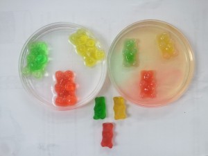 Gummy Bear Experiment