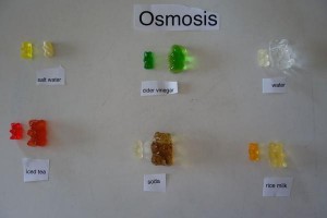 Gummy Bear Experiment Osmosis