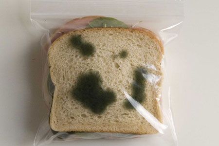 Bread Mold Experiment