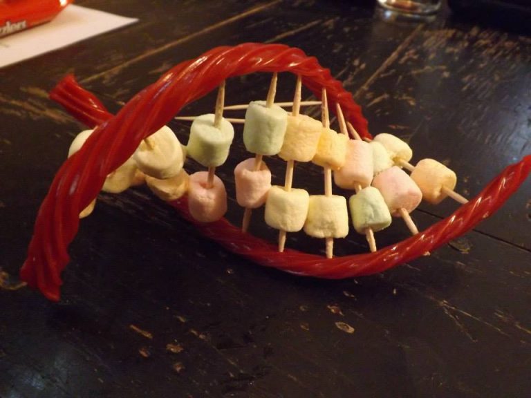 How to Make a DNA Model Project Science Project Ideas